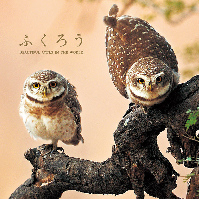 Beautiful Owls in the World cover