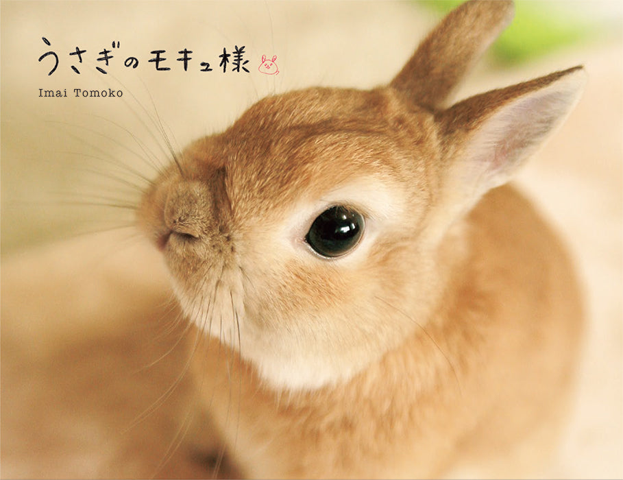 MOQ, My Darling Bunny cover